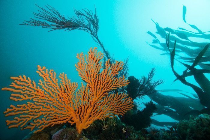 cold water coral reef and kelp