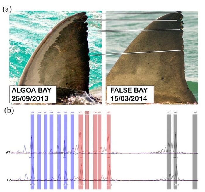 dorsal fin photo identification