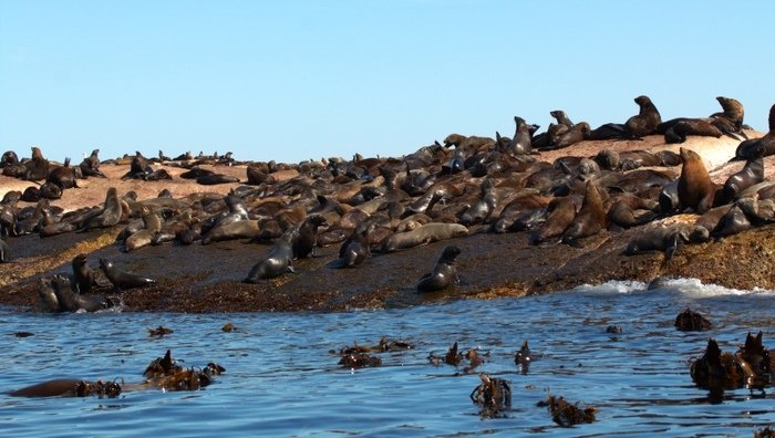 duiker island seals