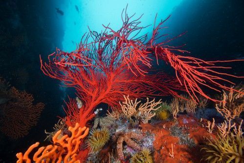 false bay reef underwater