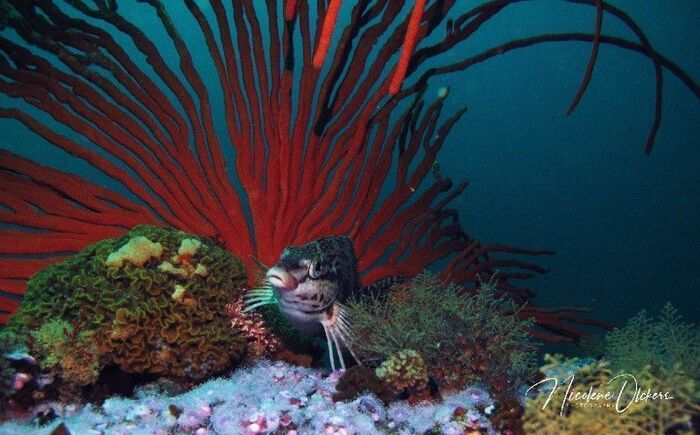 fingerfin fish and sea fan