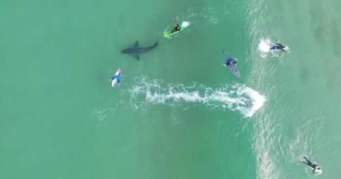 great white shark drone surfers plett