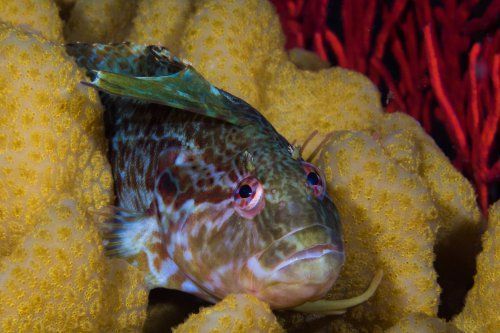 klipfish false bay sealife