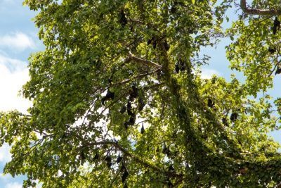 mafia island trip fruit bats 1