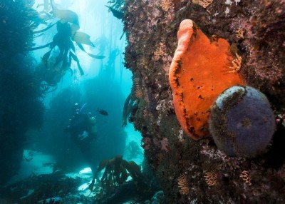 orange wall sponge Trachycladus spinispirulifer