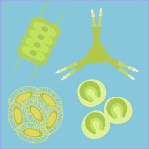 phytoplankton