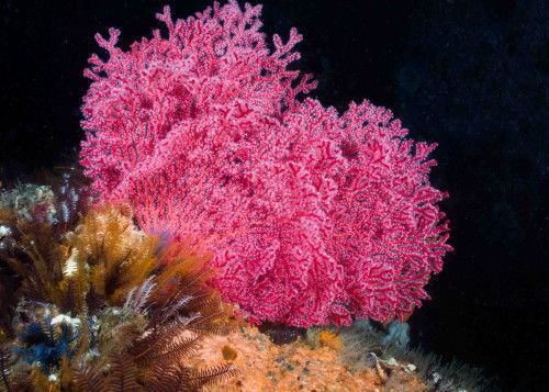 pink coral seafan underwater photography