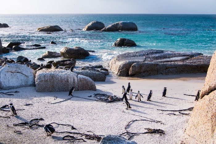 protected African Penguins boulders beach