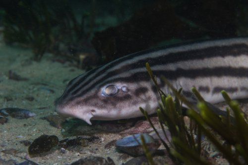 pyjama shark false bay sealife