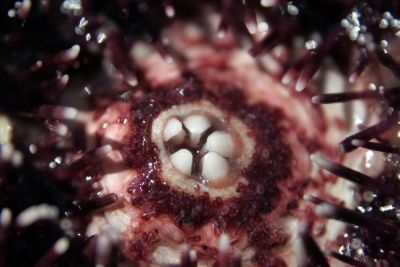 sea urchin mouth with teeth