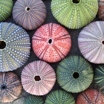 sea urchin shells or test colors