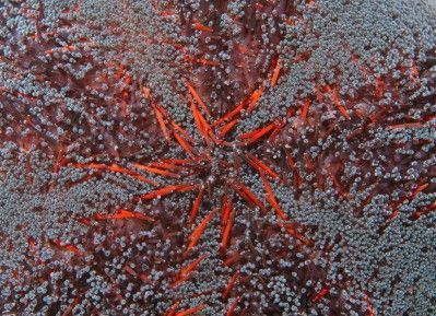 sea urchin tiny tube feet small tentacles
