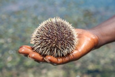 sea urchins vulnareble