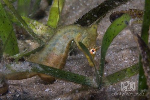 seahorse interesting facts