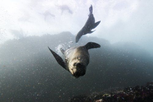 seal false bay sealife