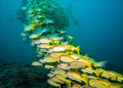 sodwana bay dive destination 1