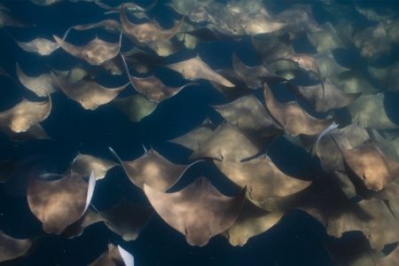 tofo scuba travel cownose rays