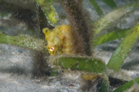 tofo scuba travel sea horse