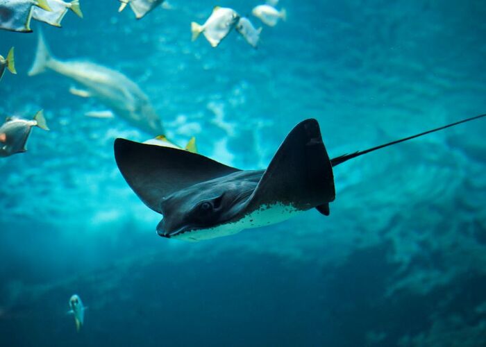 two oceans aquarium