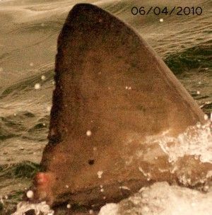 white shark identification dorsal fin 2