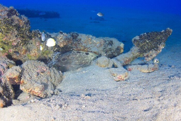 witte leeu wreck