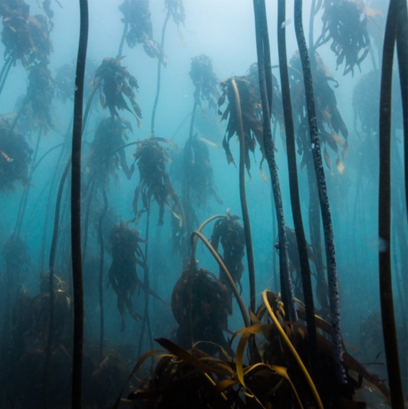 Open Water Diver Course - Image 5
