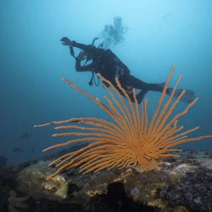 Underwater Navigator Specialty Course