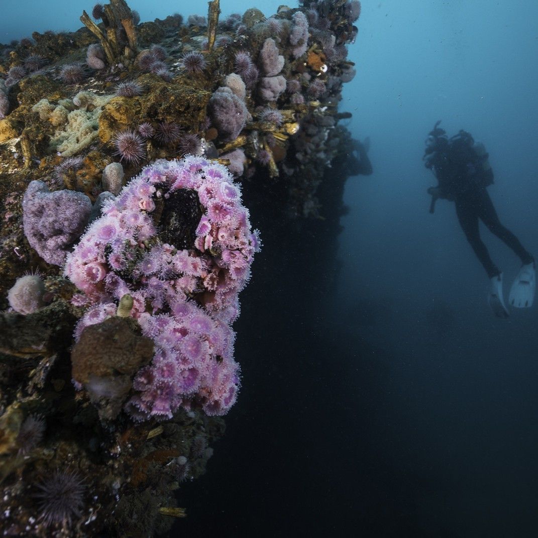 Wreck Diver Specialty Course - Image 4