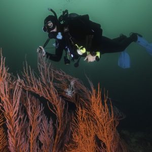 Deep Diver Course