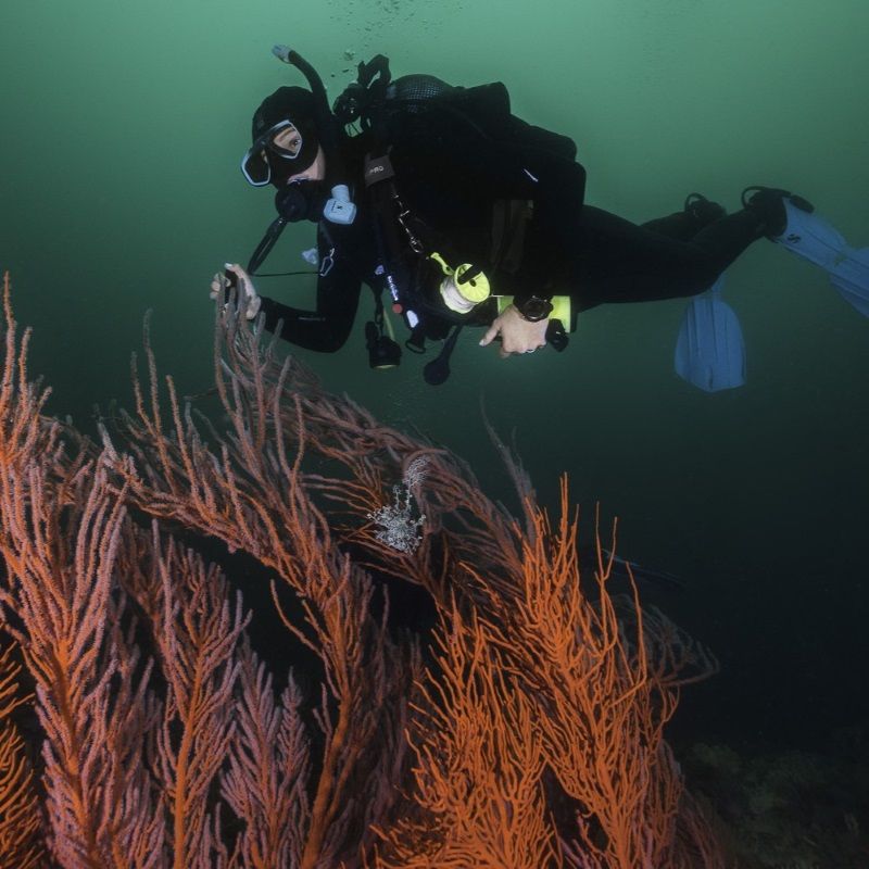 Deep Diver Course