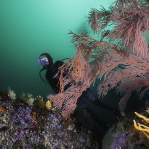 Deep Diver Course