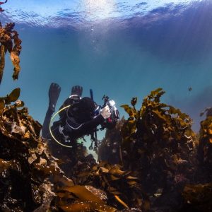 Digital Underwater Photographer Course