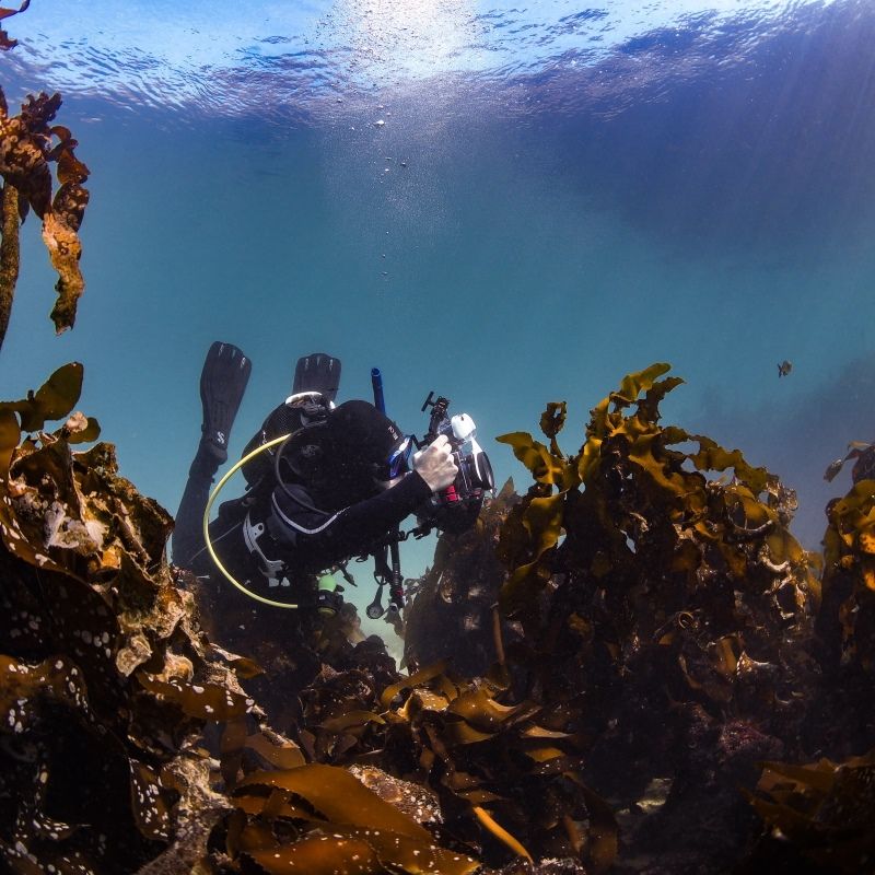 Digital Underwater Photographer Course - Image 2