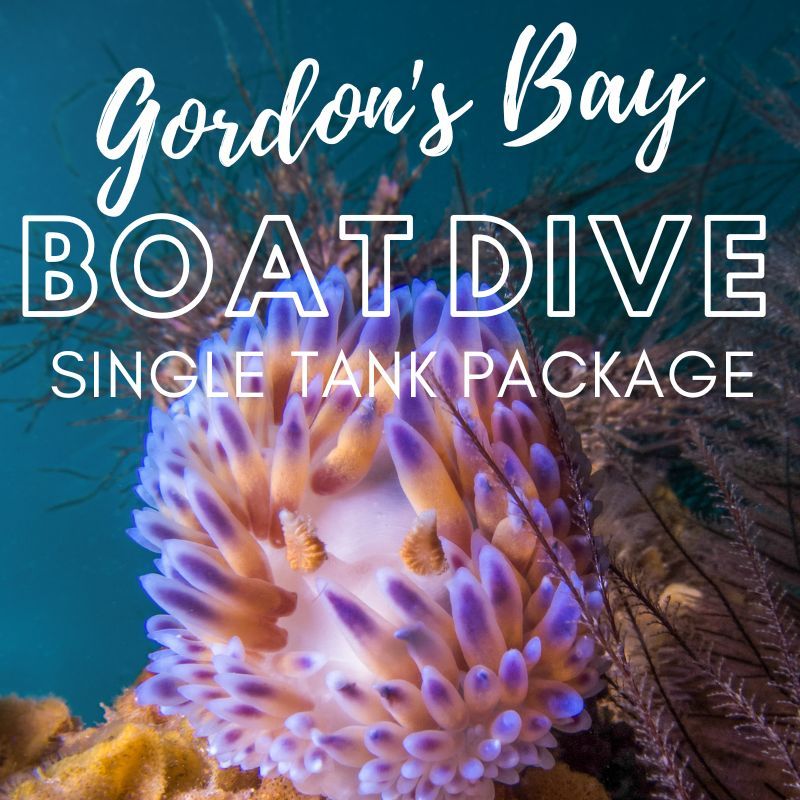 Gordon's Bay Boat Dive (Single) Package