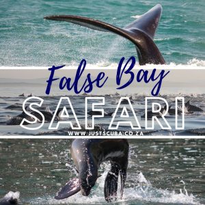 False Bay Sea Safari & Snorkel Experience