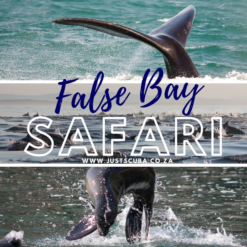 False Bay Sea Safari & Snorkel Experience
