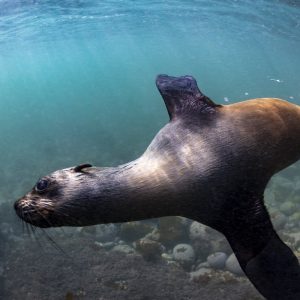 Dives & Trips