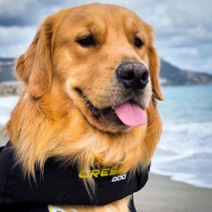 For Dogs