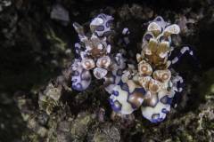 Mafia-Island-scuba-diving 5