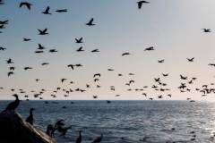 seal-island-sea-safari-cape-cormorants