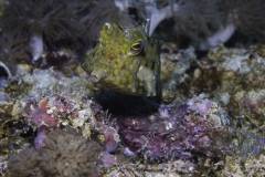 Mafia-Island-scuba-diving 15