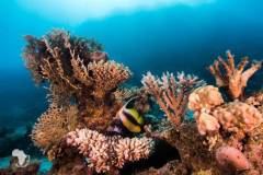 red-sea-diving-north19