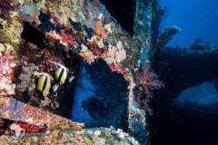 red-sea-diving-north8