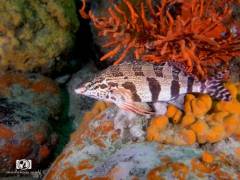 seasafarisnorkelexperienceredfingersfish