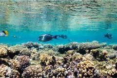 red-sea-diving-north5