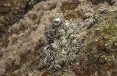 DivehighlightsStHelenaIsland11