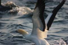 false-bay-sea-safari-cape-gannet