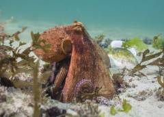 CommonOctopus