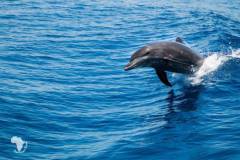 red-sea-diving-north12