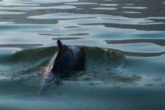 seasafarisnorkelexperiencehumpbackdolphin
